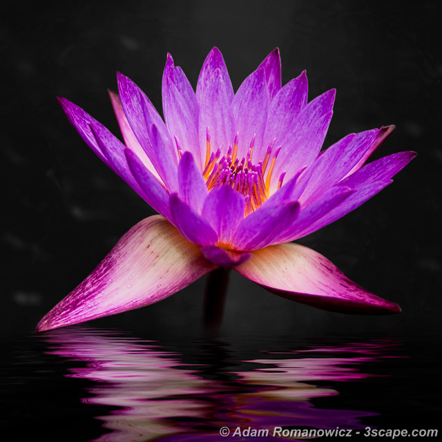 Purple Lotus Flower Macro