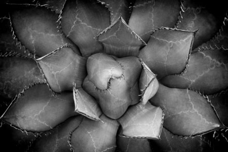 Agave Black And White Abstract