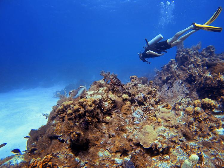 A scuba diver exploring the coral formations at Turtle Schooner Reef off Grand Cayman
