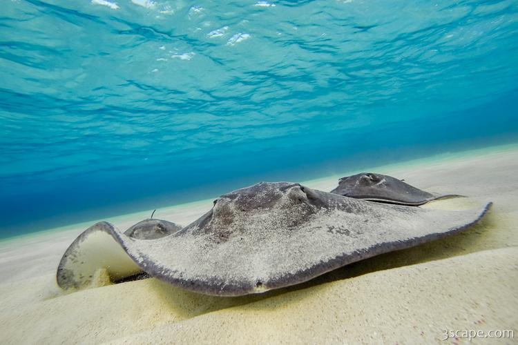 Southern stingrays resting on the sandy bottom at Stingray City in Grand Cayman's North Sound