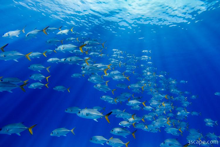 A large school of horse eye jack fish swimming through sunlit water near Grand Cayman