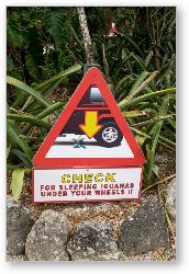 License: Check for sleeping iguanas under your wheels