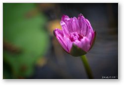 License: Purple Lotus Flower