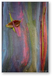 License: Colorful Rainbow Gum (Eucalyptus) Bark