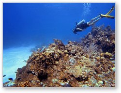 License: Diving Turtle Schooner Reef in Grand Cayman