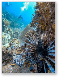 License: Invasive Lionfish in Caribbean waters