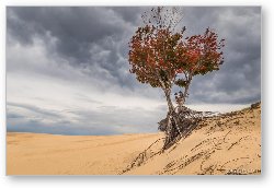 License: Lonely Tree at Silver Lake Sand Dunes