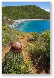 License: Turk's Head Cactus overlooking Blue Cobblestone Beach along Ram Head Trail