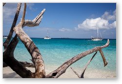 License: Dead trees due to eroding beach at Cinnamon Bay