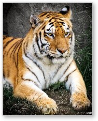 License: Amur Tiger