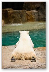 License: Polar bear laying by water