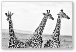 License: Three Giraffes