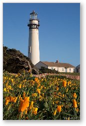 License: Pigeon Point Lighthouse and California Poppies