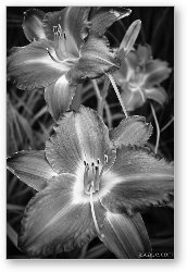 License: Day Lilies in Black and White
