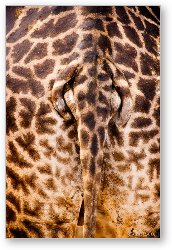 License: Giraffe Butt