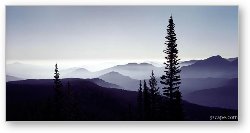 License: Colorado Mountain Mist