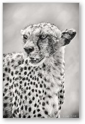 License: Cheetah Black and White
