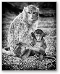 License: Mother and Baby Monkey B&W