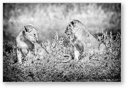 License: Little Lion Cub Brothers