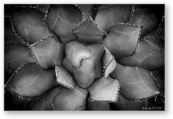 License: Agave Black And White Abstract