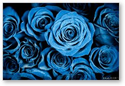 License: Moody Blue Rose Bouquet