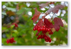 License: Viburnum Opulus - European Cranberrybush