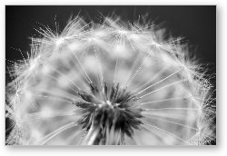 License: Dandelion Seed Pod Macro