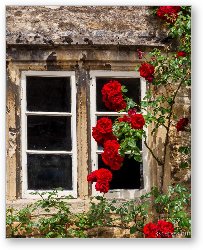 License: Window and Climbing Roses