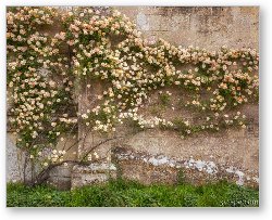 License: Climbing Roses on Lacock Abbey