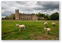 License: Sheep on Lacock Abbey Grounds