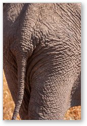 License: Elephant Butt