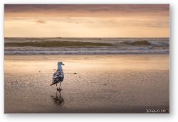 License: Seagull at Sunset