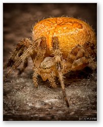 License: Orange Marbled Orb Weaver Close Up