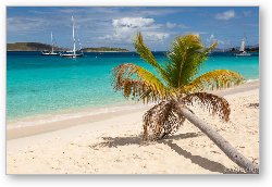 License: Honeymoon Beach Palm Tree
