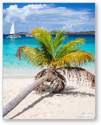 License: Honeymoon Beach Palm Tree Vertical