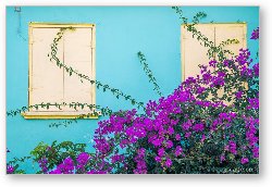 License: Windows and Flowers