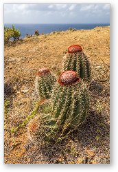 License: Cacti on Ram Head
