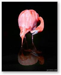 License: Pink Flamingo