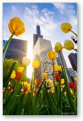 License: Chicago Tulips & Willis Tower Morning