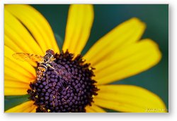 License: Easter Calligrapher Fly on Black-eyed Susan