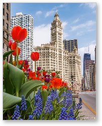 License: Spring Flowers Along Michigan Ave Chicago