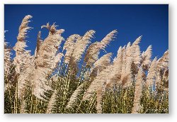 License: Pampas Grass