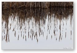 License: Volo Bog Reflections