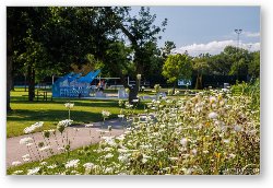 License: Fabbrini Park Flowers