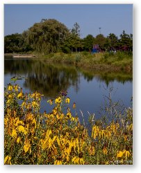 License: Fabbrini Park Pond