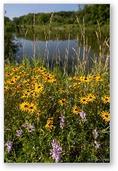 License: Black-eyed Susan Flowers at Bode Lake