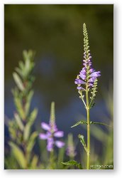 License: Flowers at Bode Lake