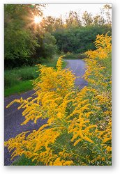 License: Goldenrod on Poplar Creek Bike Trail