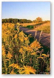 License: Goldenrod at Shoe Factory Prairie