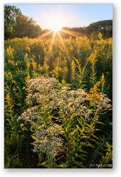 License: Fall Wildflowers at Sunset